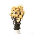 Suszona kocanka cytrynowa (Helichrysum)
