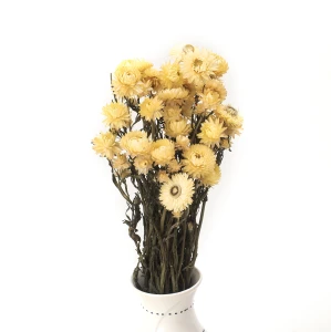 Getrocknete Zitronen-Immortelle (Helichrysum)  80 g – Strauß