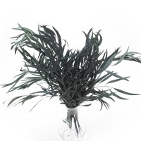 Stabilisierter grüner Eukalyptus Nicolii – Eukalyptusblätter