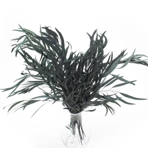 Stabilisierter grüner Eukalyptus Nicolii – Eukalyptusblätter