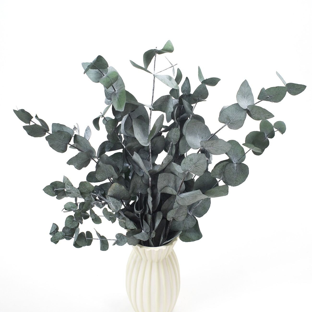 Eucalyptus Cinerea green preserved