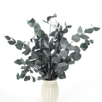 Eucalyptus Cinerea green preserved