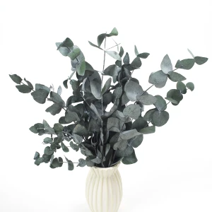 Stabilisierter Eukalyptus Cinerea grün – Eukalyptusblätter