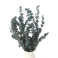Stabilisierter Eukalyptus Baby grün – Eukalyptusblätter