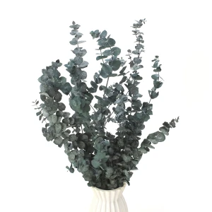 Stabilisierter Eukalyptus Baby grün – Eukalyptusblätter