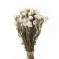 Anafalis suszony biały (Anaphalis)