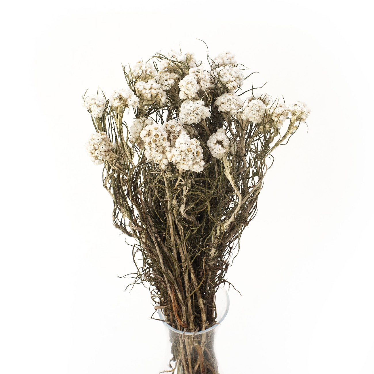 Anafalis getrocknet weiß (Anaphalis) – getrocknete Blüten