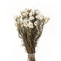 Anafalis getrocknet weiß (Anaphalis) – getrocknete Blüten