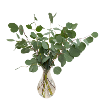 Eukalyptus Populus grün stabilisiert – Eukalyptusblätter (1)