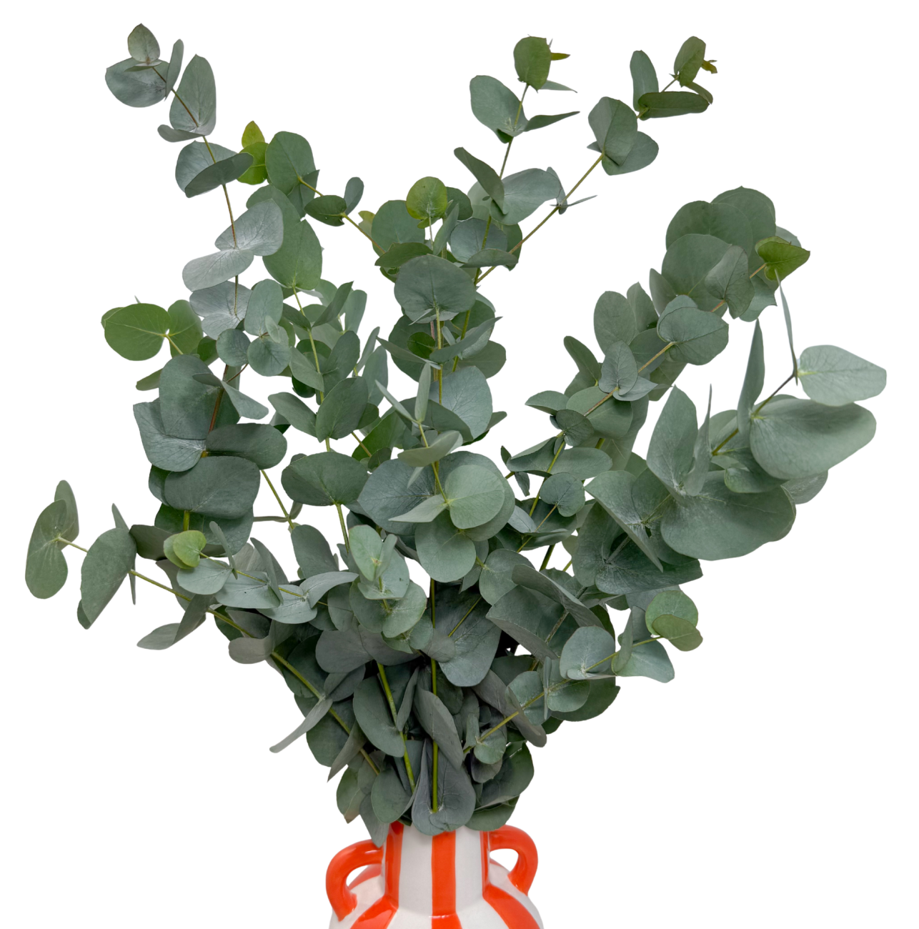 Stabilisierter Eukalyptus Cinerea grün – Eukalyptusblätter (1)