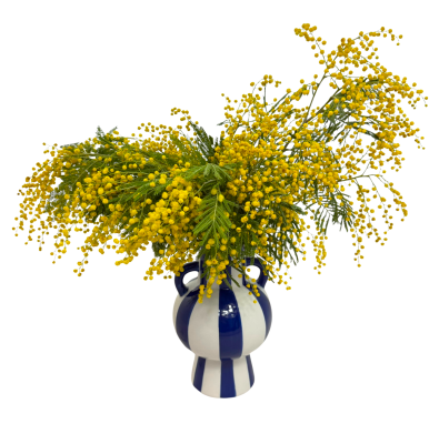 Getrocknete Mimose – getrocknete Blumen – Strauß