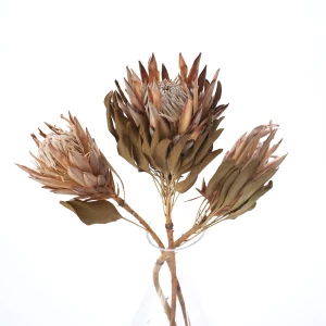 Getrocknete weiße Protea – getrocknete Blüten (1)