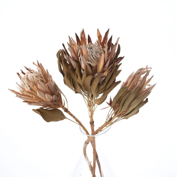 Suszona protea king różowa