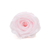 Stabilisierte Gartenrose hellrosa – ewige Rosen 1 Stück (1) (1)