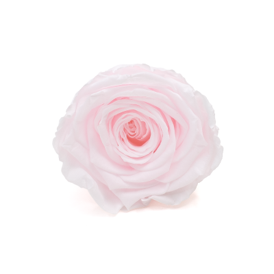 Stabilisierte Gartenrose hellrosa – ewige Rosen 1 Stück (1) (1)