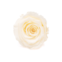 Stabilisierte Gartenrose hellrosa – ewige Rosen 1 Stück (1) (1)