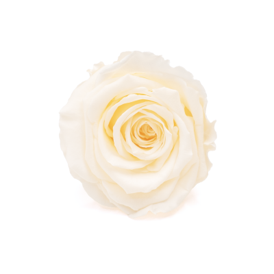 Stabilisierte Gartenrose hellrosa – ewige Rosen 1 Stück (1) (1)