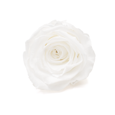 Stabilisierte Gartenrose hellrosa – ewige Rosen 1 Stück (1)
