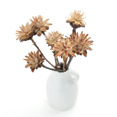Getrocknete natürliche Protea – getrocknete Blüten (1)