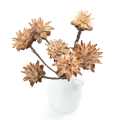 Suszone plumosum naturalne