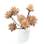 Suszone plumosum naturalne