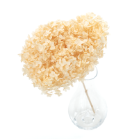 Premium gebleichte stabilisierte Hortensie (1)