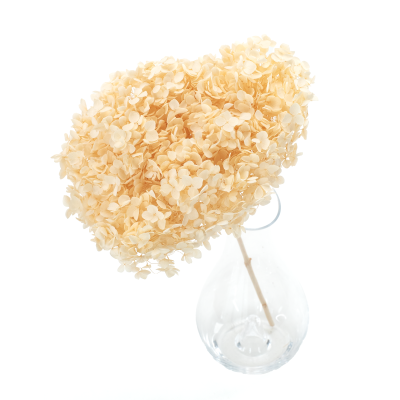 Premium gebleichte stabilisierte Hortensie (1)