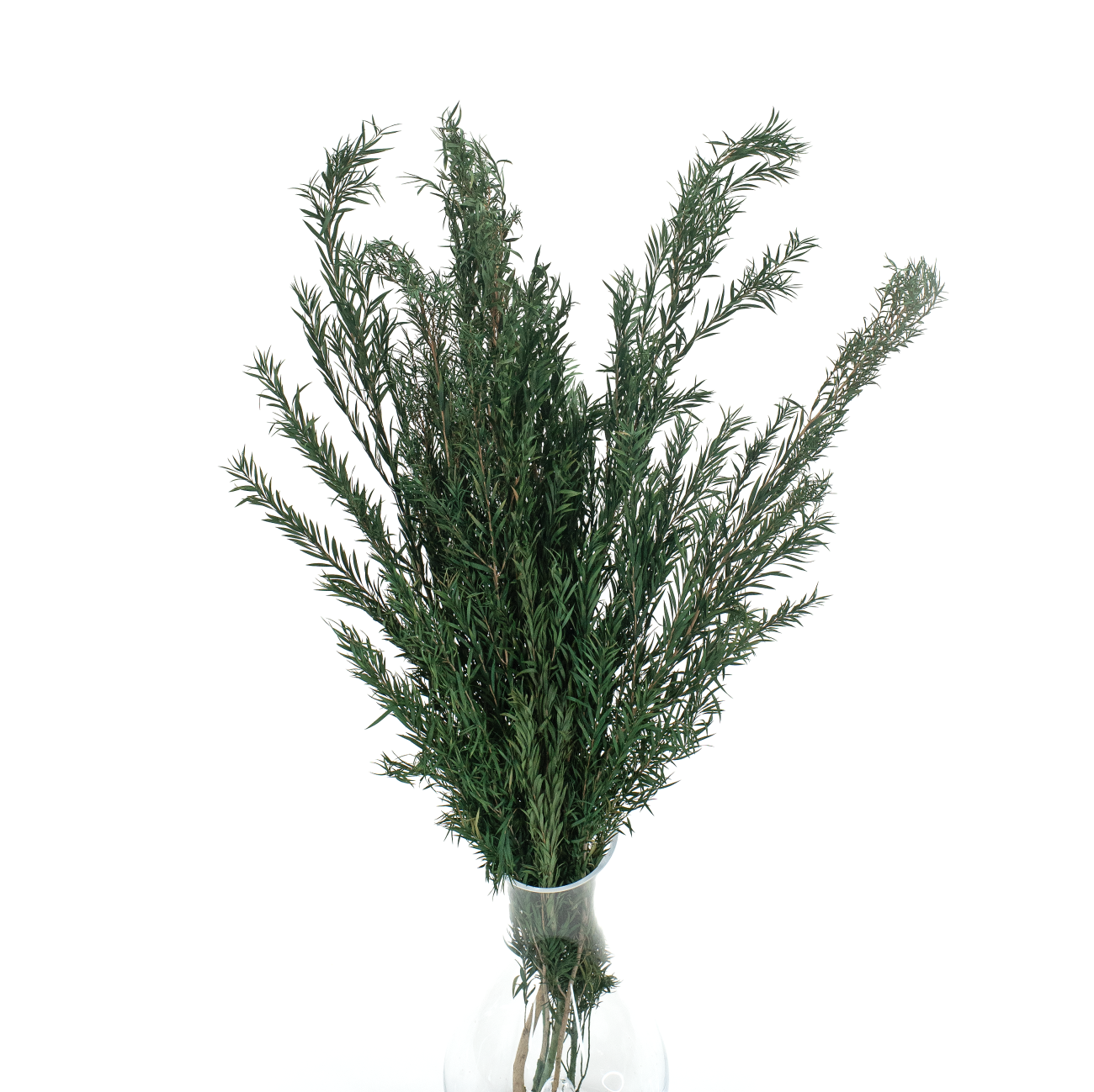 Premium gebleichte stabilisierte Hortensie (1) (1)