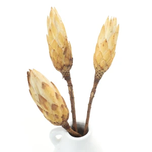 Getrocknete weiße Protea – getrocknete Blüten