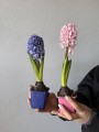 IMG_2609.JPEG