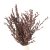 Eukaliptus stabilizowany