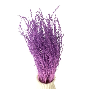 Getrocknetes Lepidium violett (Pfefferkraut) – getrocknete Blumen
