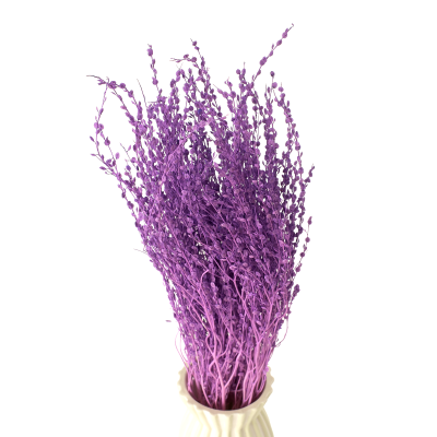 Getrocknetes Lepidium violett (Pfefferkraut) – getrocknete Blumen
