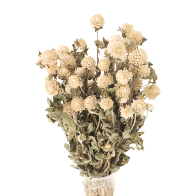 Weiße Kugelige Gomphrena – getrocknete Blumen – Strauß