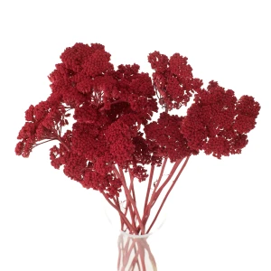 Getrockneter roter Schafgarbenkraut (Achillea) – getrocknete Blüten