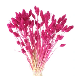 Getrocknetes Phalaris fuchsiafarben – Kanariensaat – 90 Stück