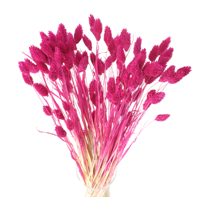 Getrocknetes Phalaris fuchsiafarben – Kanariensaat – 90 Stück