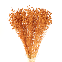 Getrockneter orangefarbener Flachs – Strauß 90 g – getrocknete Blumen