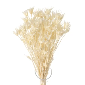 Getrocknete orientalische Schwarzkümmelblüten (Nigella Orientalis) – getrocknete Blüten