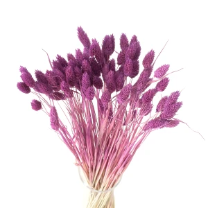 Getrocknetes Phalaris dunkelviolett – Kanariensaat – 90 Stück