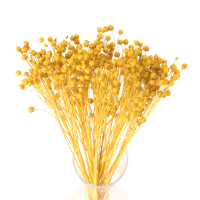 Getrockneter gelber Flachs – Strauß  90 g – getrocknete Blüten