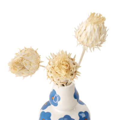 Getrocknete Artischocke (Cynara) – getrocknete Blumen (1) (1)
