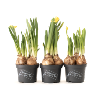 Getrocknete Mimose – getrocknete Blumen – Strauß (1) (1) (1) (1) (1) (1)