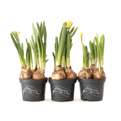 Getrocknete Mimose – getrocknete Blumen – Strauß (1) (1) (1) (1) (1) (1)