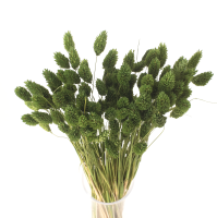 Getrocknetes Phalaris dunkelgrün – Kanarisches Gras – 90 Stück