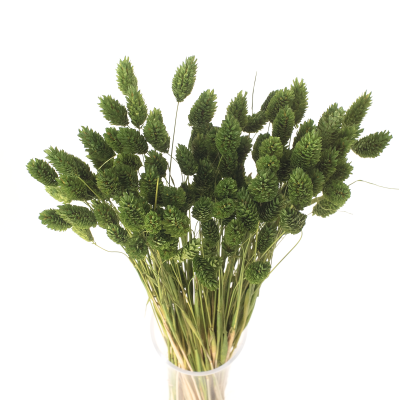 Getrocknetes Phalaris dunkelgrün – Kanarisches Gras – 90 Stück