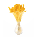 suszony phalaris