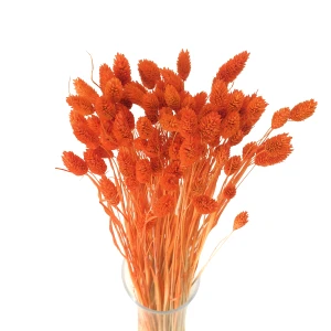 Getrocknetes Phalaris orange – Kanariensaat – 90 Stück