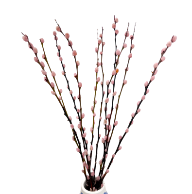 Getrocknete Mimose – getrocknete Blumen – Strauß (1) (1) (1) (1) (1) (1) (1) (1)