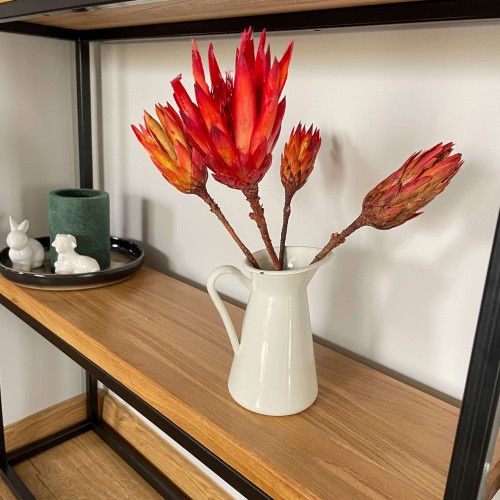 Suszona protea